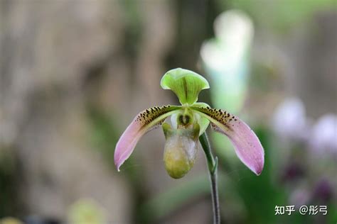 兰花|史上最全兰花科普及其文化内涵